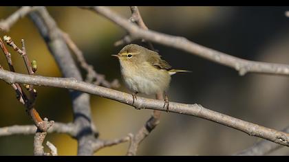 Common Chiffchaff