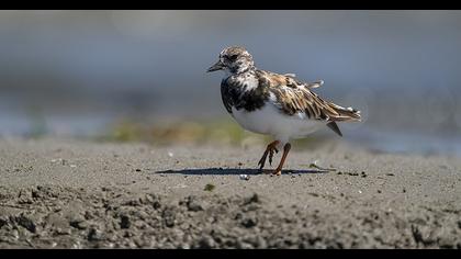 Ruddy Turnstone