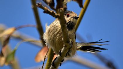 Long-tailed Tit