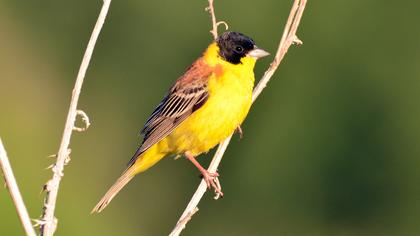 Black-headed Bunting