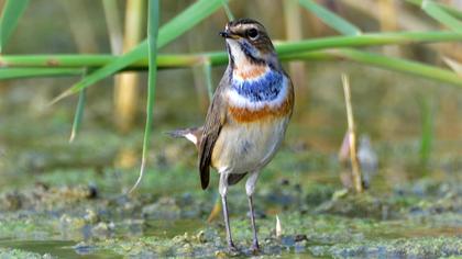 Bluethroat