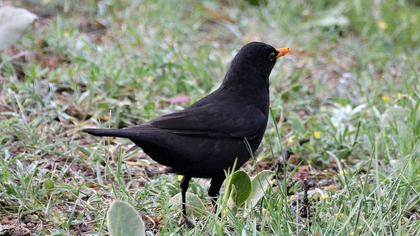 Common Blackbird