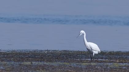 Little Egret