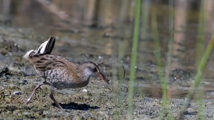 Water Rail