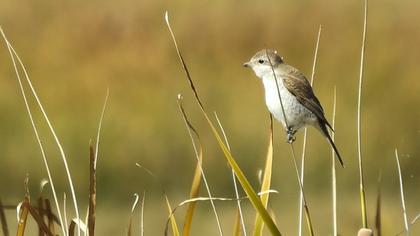 Red-backed Shrike