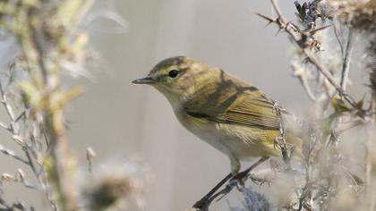 Yellow-browed Warbler