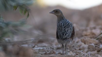Corn Crake