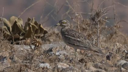 Eurasian Stone-curlew