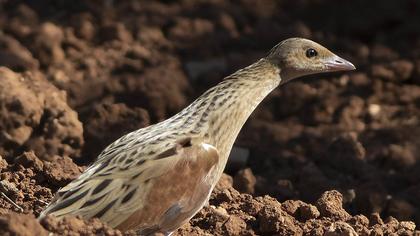 Corn Crake