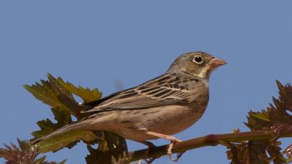 Ortolan Bunting