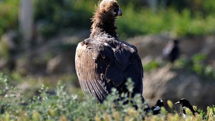 Cinereous Vulture