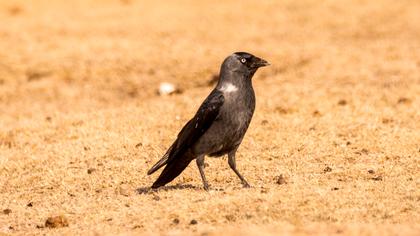 Western Jackdaw