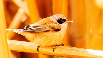 Eurasian Penduline Tit