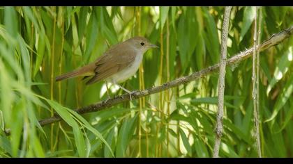 Common Nightingale