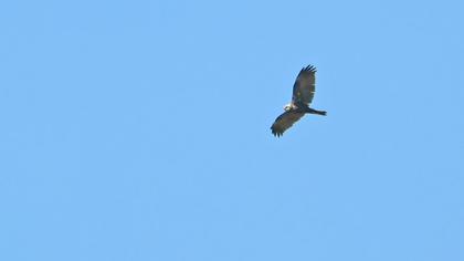 Western Marsh Harrier
