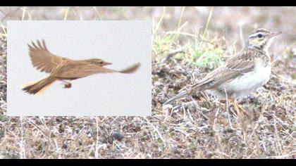 Tawny Pipit