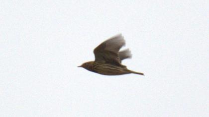 Red-throated Pipit