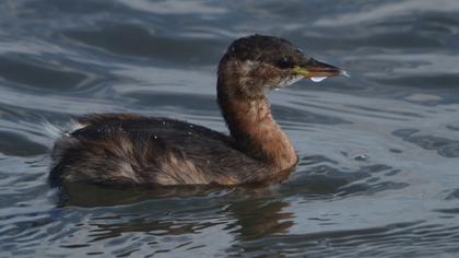 Little Grebe