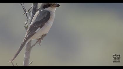 Lesser Grey Shrike