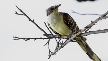Great Spotted Cuckoo