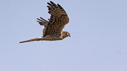 Montagu`s Harrier