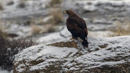 Golden Eagle