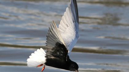White-winged Tern