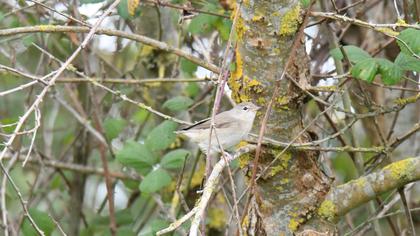 Garden Warbler