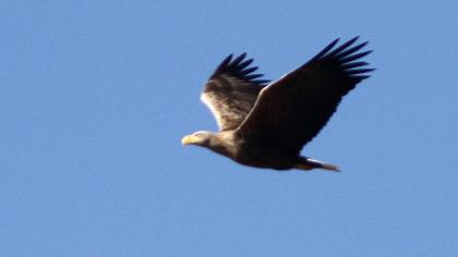 White-tailed Eagle