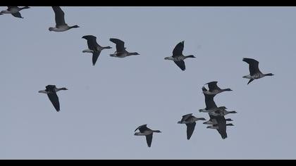 Greater White-fronted Goose