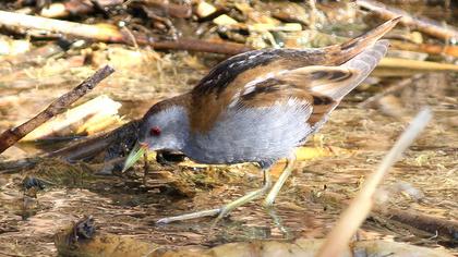 Little Crake