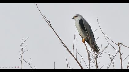 Black-winged Kite