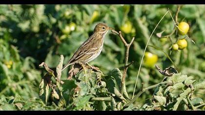 Meadow Pipit