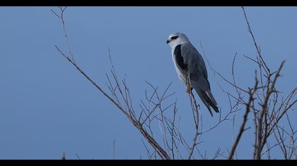 Black-winged Kite