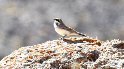 Horned Lark