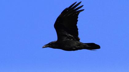 Northern Raven