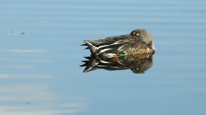 Northern Shoveler