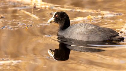 Eurasian Coot