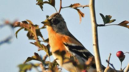 Brambling