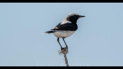 Finsch`s Wheatear