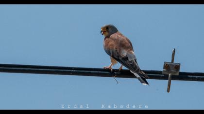 Lesser Kestrel