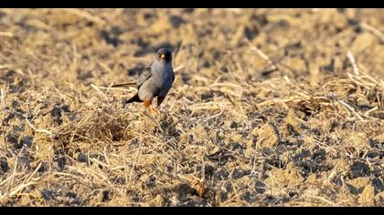 Red-footed Falcon