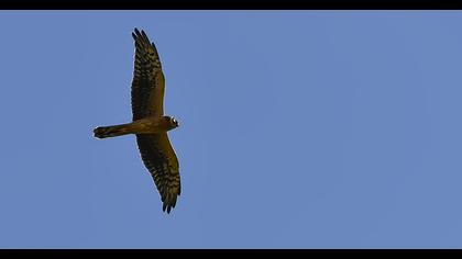 Montagu`s Harrier