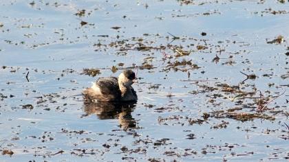 Little Grebe