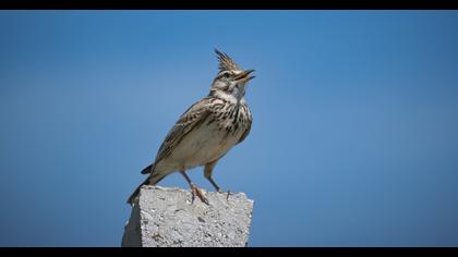 Crested Lark
