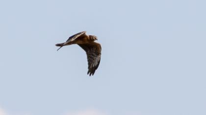 Montagu`s Harrier