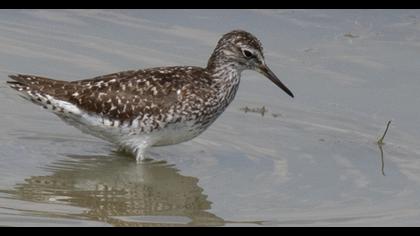 Orman düdükçünü