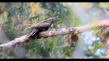 European Nightjar