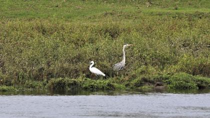 Little Egret
