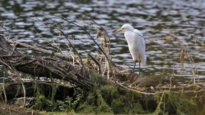 Sığır balıkçılı